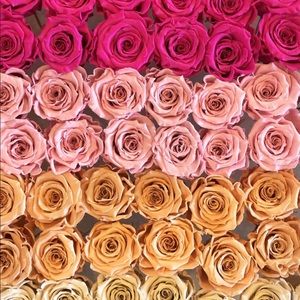 Meet your Posher, Daisy